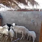 للبيع حريات 2مشاريك طيبه بلحيل متابيع 5تحتها 5