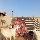 للبيع معزا مشاريك خصم جروم ناهي دفيع وغلبها حصيب فحص سونار