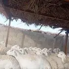 للبيع حريات صنف الصنف نوادر حصيب