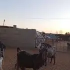 للبيع معزا مشاريك طيبه بلحيل متابيع 13 تحتها 22