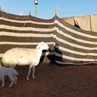 للبيع حريه صنف الصنف فاخره متبع تحتها رخل وطلي