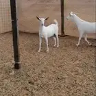 جفار بيشيات برص