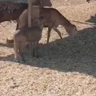 سواكنيات خلفات