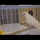 زوج روز شرط