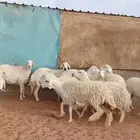 للبيع حريات صنف فاخره منوت القناي