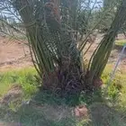 نخل للبيع خلاص مثمره وسكري وبرحي وواشنطن وتركيب شبوك