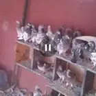 رماح