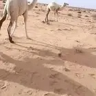 حشو للبيع قعدان