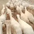 ضأن رفيديات قريب طيبه مرحه وحد