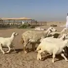 عرض اليوم لكم غنم حريات خلفات طيبه صنف