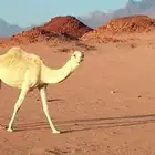 للبيع ناقه ذلول