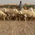 غنم حريات رخال طيبه صنف الصنف رخال طيبه