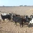مراح معزا مضاريع