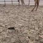 للبيع عشراء ضروبه طيبه ناقت نتاج وسليمه العذرايب وطبعها زين