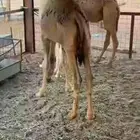 قعدان 2 طيبه