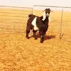 تيس فحل للبيع