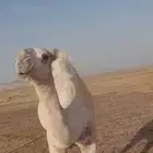 بكره مفروده