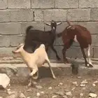 شاه معها 2 تيوس محايل عسير