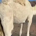 بكره كفو كفو