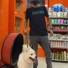 معلم في مجال الحيوانت الأليفه ولعنايه فيهم