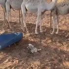 قعدان للبيع 3
