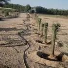 يتوفر لدينا نخيل للبيع نخيل طيب وأحجام بالغه وكبيره