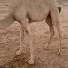 قعود عمره 4شهور للبيع طيب