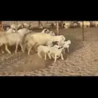 عرض اليوم لكم غنم جنب دفيع مشروط