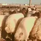 خرفان نعيم فل طرف وظهر حلال نضيف ومضمون وبشهادة زبائن