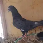 رامبوري أسود بيور