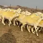 عرض اليوم رخال حريات
