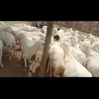 ضأن رفيديات طيبه قريب مرحه وحد