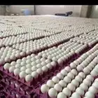 بيض بالجمله