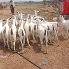 غنم مقاني دفيع