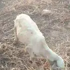 كبش بلدي اصل