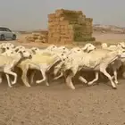 غنم حريات رخال طيبه صنف الصنف