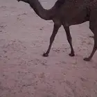 للبيع قعود مفرود