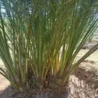 فروخ المشوك للبيع مع التوصيل والقلع والغرس لتواصل على الرقم