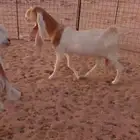 هولنديه