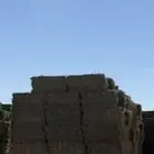 برسيم صافي نبوك