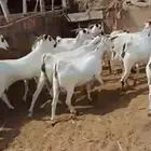 يوجد لدينا غنم افر مرح واحد