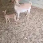 رغايث ماعز 2عارضيه وجنوبيه حدرها تيوس