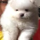 اصغر جراوي بومرنيان استيراد (تسليم فوري)