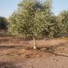 يوجد لدينا شجر الزيتون للبيع المثمره والمعمره وشجر حمضيات