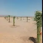 السلام عليكم ورحمة الله وبركاته يتوفر لدينا نخيل عربي للبيع
