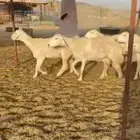 غنم خلفات طيبه صنف