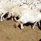 غنم حريات تفيع وليد غنم مراح