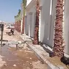 نخيل وواشنطن زينه