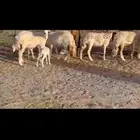 غنم حريات خلفات حرش طيبه خلفات رخال طيبه