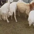 ضان حريات4 4  1 للبيع